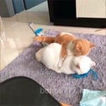 Avatar de Rosa Silva